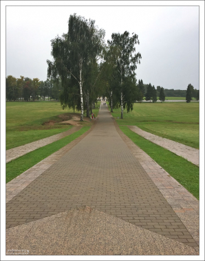 Березовая аллея, ведущая от батареи Раевского к Бородинскому музею.