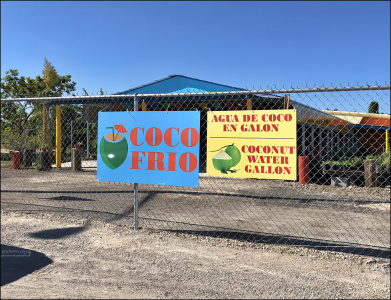 По дороге на Ки-Уэст (англ. Key West), Флорида, США.
Стенд по продаже свежей кокосовой воды.