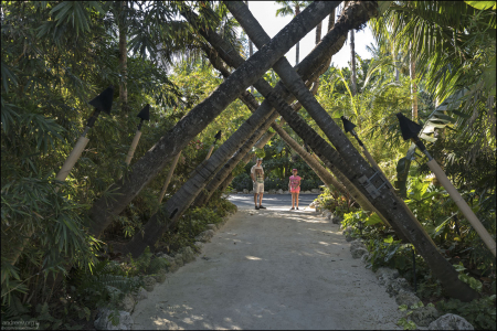 В бамбуковом лесу.