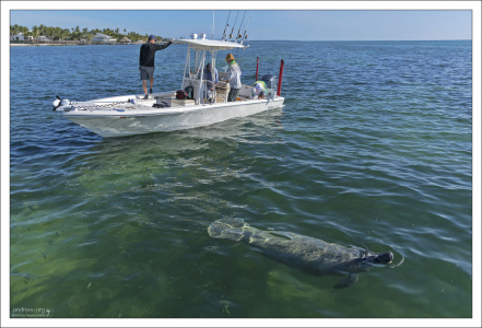 Ламантин в прибрежных водах Исламорады.