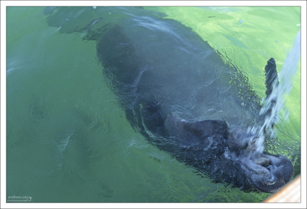 Ламантин пьет воду из шланга.