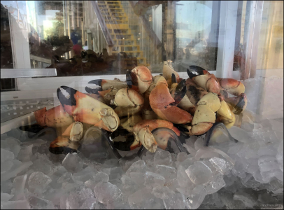 Клешни флоридского каменного краба (Florida stone crab) на ледяной подушке.