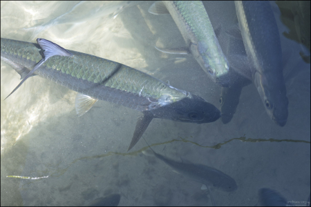Тарпоны собираются на кормежку.