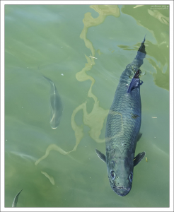 Внешне тарпоны напоминают крупных сельдей, однако не состоят с ними даже в отдалённом родстве.