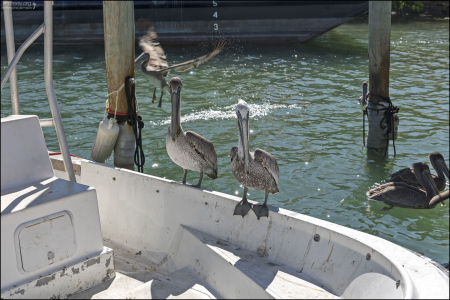 Бурые пеликаны (Brown pelican; Pelecanus occidentalis) - самые маленькие из пеликанов.