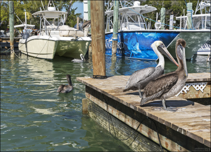 Бурый пеликан - единственный пеликан, который добывает пищу ныряя (в основном). Все остальные сохранившиеся пеликаны просто плавают на поверхности воды во время поиска пищи.
