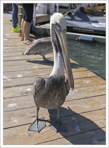 Бурый пеликан выпрашивает рыбу. Наглый и кусачий.