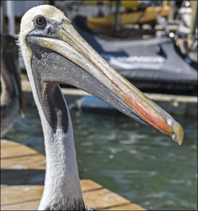 Горловой мешок бурого пеликана в сложенном состоянии.