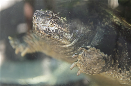 Одна из пресноводных черепах в аквариуме.