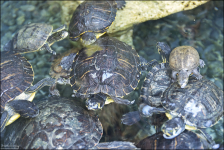 7 видов пресноводных черепах во флоридском аквариуме.