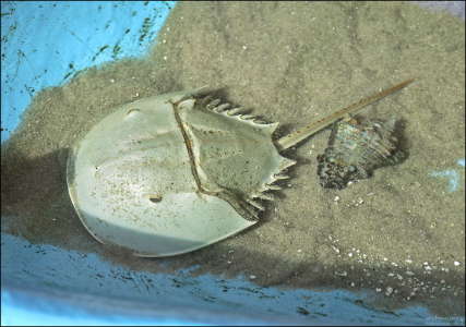 Мечехвост (Horseshoe crab) в аквариуме. Можно потрогать.