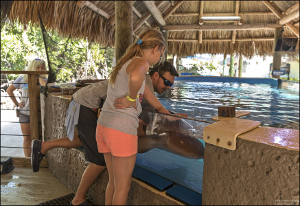 Саша кормит акулу-няньку (Nurse shark).