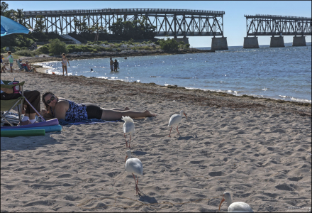 Вид с пляжа Calusa Beach на 7-мильный мост (Seven Mile Bridge).
