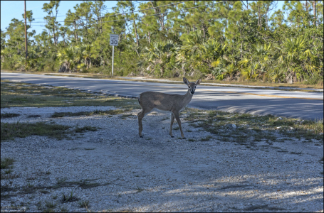 Олень Key deer на обочине дороги возле National Key Deer Refuge.