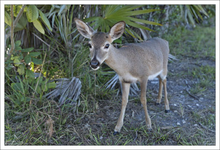 Олень Key deer (Odocoileus Virginianus Clavium) - подвид белохвостого оленя, обитающий только на островах Флорида-Кис. Это самый маленький из сохранившихся видов оленей в Северной Америке.
В холке его рост составляет 75 см, вес 25 кг.