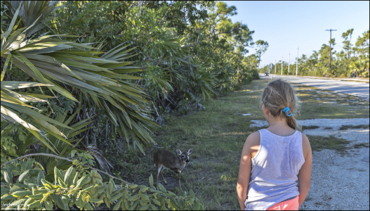 Саша очаровала маленького оленя :)