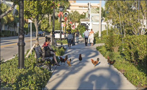Курицы и петухи Ки-Уэста.
Это потомки птиц, которые первоначально обитали по всем Карибским островам, включая Кубу (привезли переселенцы).