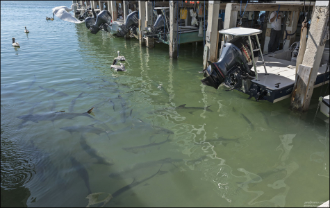 Bud N' Mary's Marina - одно из лучших мест, чтобы нанять лодку для рыбалки. Можно с гидом.