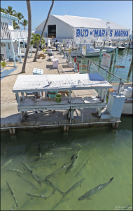 Тарпоны в гавани Bud N' Mary's Marina.
