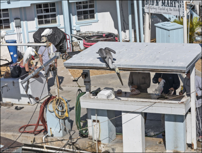Стол для разделки рыбы и пеликан, ворующий всё, что плохо лежит.
