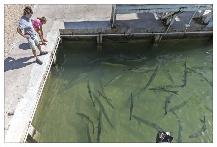 Длина тела тарпонов может достигать 2,5 метров, а масса — 160 кг.