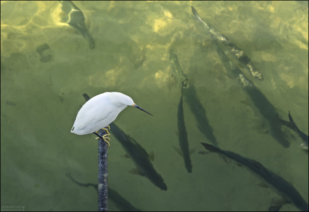 Белая американская цапля (Snowy egret) и огромные тарпоны в воде.