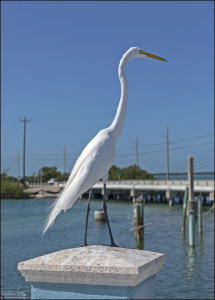 Большая белая цапля (Great white heron) на охоте.