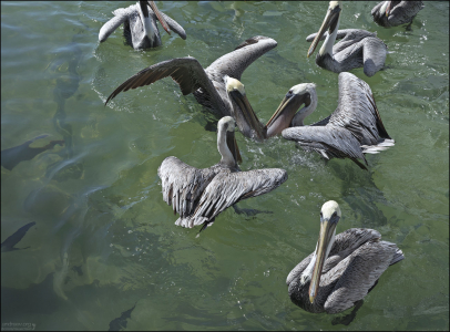 Пеликаны дерутся из-за рыбы.