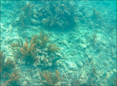 Подводный парк John Pennekamp Coral Reef State Park у острова Key Largo.
