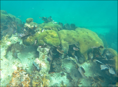 Стайка рыбок Yellowhead wrasse - желтоголовые губаны.