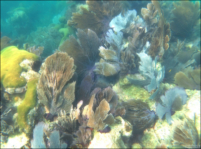 Кораллы разных видов. Хорошая видимость.