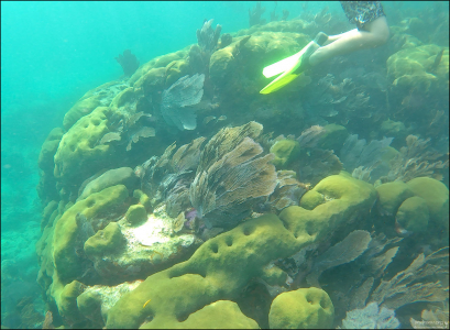 Парк John Pennekamp - первый подводный парк в США.