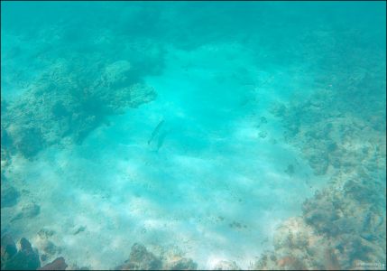 Барракуда и пустота.