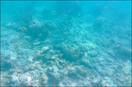 Две барракуды почти невидимы.