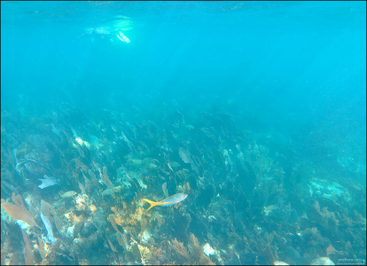 Рабирубия, или кубинский желтохвост (Yellowtail snapper).