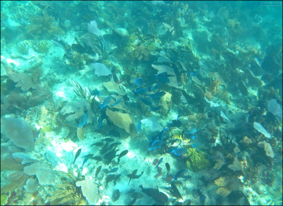 Большой косяк рыбок Blue tang (Голубой хирург).
Героиня анимационного фильма «В поисках Немо», забывчивая рыбка Дори, — голубой хирург.