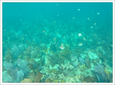 Рыбы Sergeant major (Сержант-майор) - одни из самых распространенных во флоридских водах.