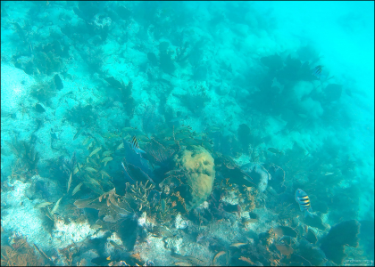 Морская жизнь на коралловом рифе, Атлантика.