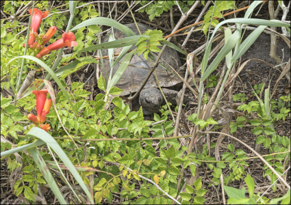 Гофер-полифем (лат. Gopherus polyphemus) — вид сухопутных черепах. Охраняется государством. Если черепаху забрать себе, то возможен штраф $10 тыс.
Пляж Caspersen Beach.