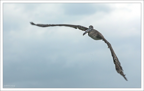 Американский бурый пеликан в полете.