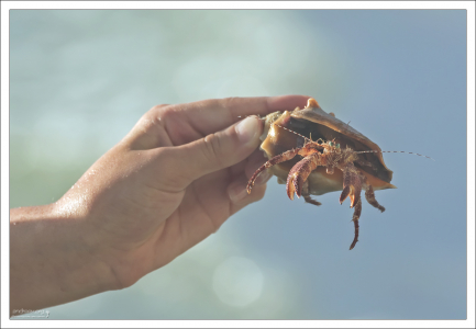 Рак-отшельник Диоген (Giant Hermit Crab).