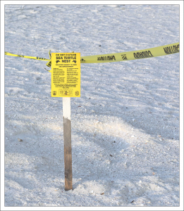 Закопанное гнзедо морской черепахи.