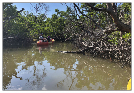 Сплав на каяках по мангровым.