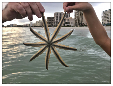 Луидия сенегальская, девятилучевая морская звезда - тропический вид морских звезд семейства Luidiidae, обитающий в западной части Атлантического океана.