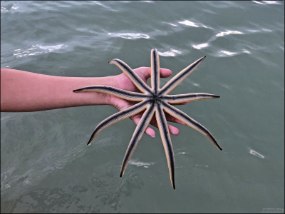 9-лучевая Луидия вырастает до диаметра примерно 30-40 сантиметров.