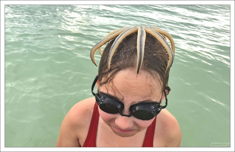 Обычно, 9-лучевая морская звезда Луидия встречается на глубине около 40 метров.
Здесь их колония подошла прямо к флоридскому берегу.