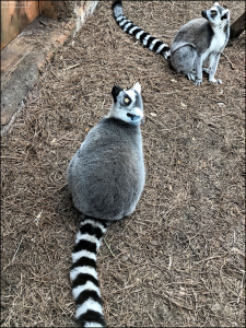 Мадагаскарские лемуры (кошачий лемур) во Флоридском аквариуме в Тампе (The Florida Aquarium).