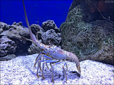 Spiny Lobster (Колючий лангуст), 10-ногое ракообразное. Съедобное.