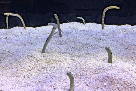 Garden eels (Heteroconger hassi) из семейства морских угрей. Живут большими колониями. Часто неподвижно зависают вертикально над своими норками хвостом вниз. Общий вид колонии напоминает сад, за что они получили своё английское название «garden eels».