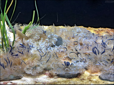 Upside-down jellyfish, она же Кассиопея, или Перевернутая медуза. Живут вверх ногами на морском дне на мелководье.
Их часто подбирают крабы и цепляют к себе на панцирь в качестве защиты (медузы жалят).